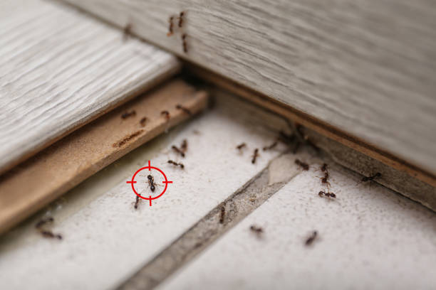 Best Local Pest Control Services  in Sheridan, AR