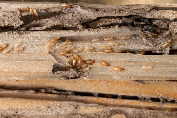 Best Wasp Removal Services  in Sheridan, AR